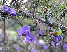 Hovea acanthoclada.jpg