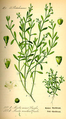 Illustration Montia fontana0.jpg