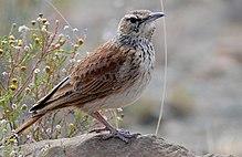 Karoo Long-billed Lark (Certhilauda subcoronata) (31737723963).jpg