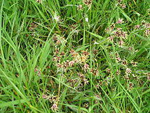 Luzula campestris in Wales.JPG