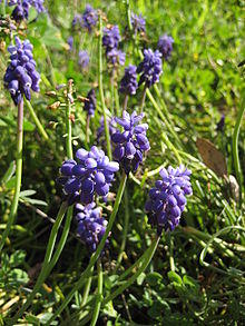 Muscari botryoides Texas.JPG