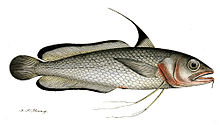 Phycis blennoides.jpg