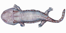 Siderops2DB.png