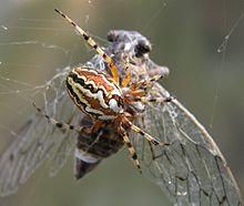Spider eating cicada.jpg