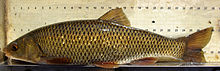 Squalius carolitertii 03 by-dpc.jpg