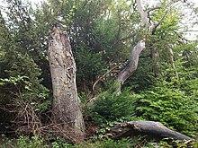 Yew tree near Fames Rough - geograph.org.uk - 583955.jpg
