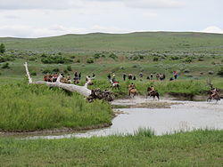 Battle of the Little Bighorn Reenactment 2013 (Crow Agency, Montana) 010.jpg