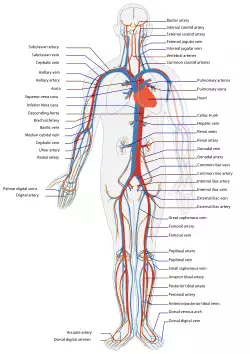 Circulatory System en.svg
