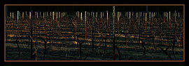 Sunset Pokolbin Vineyard.jpg