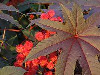 Castor Oil Plant - Flickr - treegrow.jpg