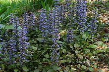 Ajuga reptans 20070429 132711 1.jpg