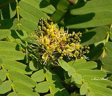 Brachystegia boehmii00.jpg