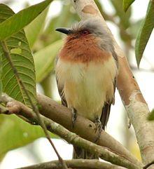 Coccycua pumila (Cuco enano) (15430611517).jpg