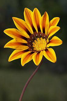 Gazania rigens var. rigens.jpg
