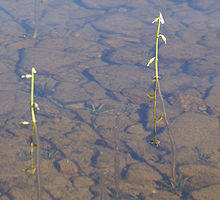 Lobelia dortmanna full.jpg