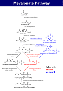 The biosynthesis process of isoprenoids