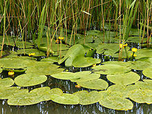 Nuphar lutea (habitus).jpg