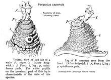 Peripatopsis capensis Leg anatomy IMG 0783a.JPG