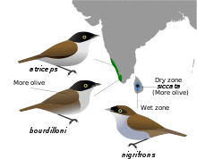RhopocichlaAtriceps.svg