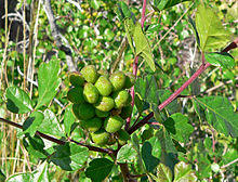 Rhus trilobata 1.jpg