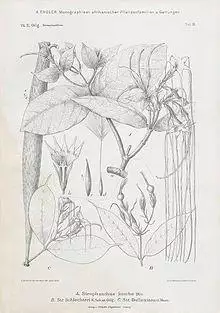 Strophanthus kombe00.jpg