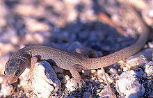 Xantusia vigilis1.jpg