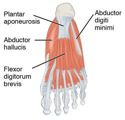 1124 Intrinsic Muscles of the Foot b.png