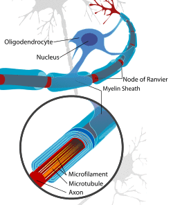 Neuron with oligodendrocyte and myelin sheath.svg
