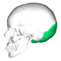 Occipital bone lateral4.png