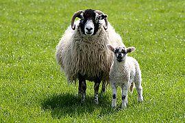 A Swaledale ewe and lamb