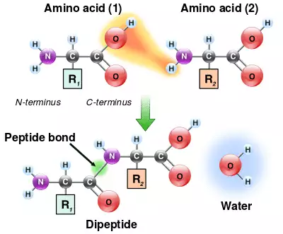 Two amino acids are shown next to each other. One loses a hydrogen and oxygen from its carboxyl group (COOH) and the other loses a hydrogen from its amino group (NH2). This reaction produces a molecule of water (H2O) and two amino acids joined by a peptide bond (–CO–NH–). The two joined amino acids are called a dipeptide.