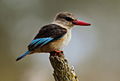 Male Brown-hooded Kingfisher, Halcyon albiventris.jpg