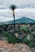 Yucca mixtecana fh 0380 MEX B.jpg