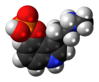 Space-filling model of the baeocystin molecule as a zwitterion