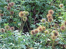 Acaena novae-zelandiae1.jpg