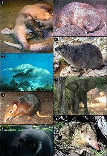 Afrotheria.jpg