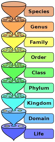 color diagram of taxonomy