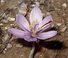 Crocus cartwrightianus Sounion 2.jpg