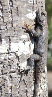 Eastern Fence Lizard 03-20-08.png