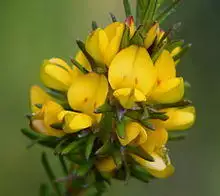 Phyllota phylicoides.jpg