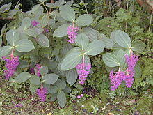 Starr 020913-0003 Medinilla cumingii.jpg