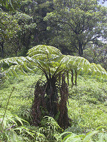 Starr 040713-0079 Cibotium menziesii.jpg