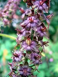 Veratrum nigrum Ciemiężyca czarna flowers 01.jpg