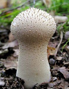 Single lycoperdon perlatum.jpg