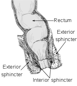 Anorectum-en.svg