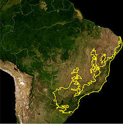 Atlantic Forest WWF.jpg