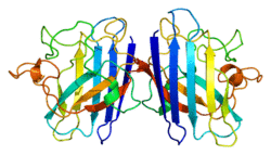 Protein SOD1 PDB 1azv.png
