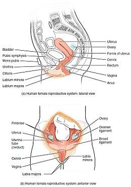 Figure 28 02 01.JPG