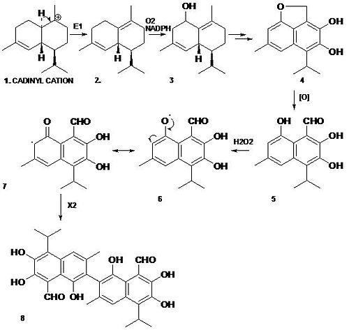 Gossypol biosyn.jpg