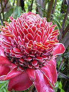 Starr 030807-0081 Phaeomeria magnifica.jpg